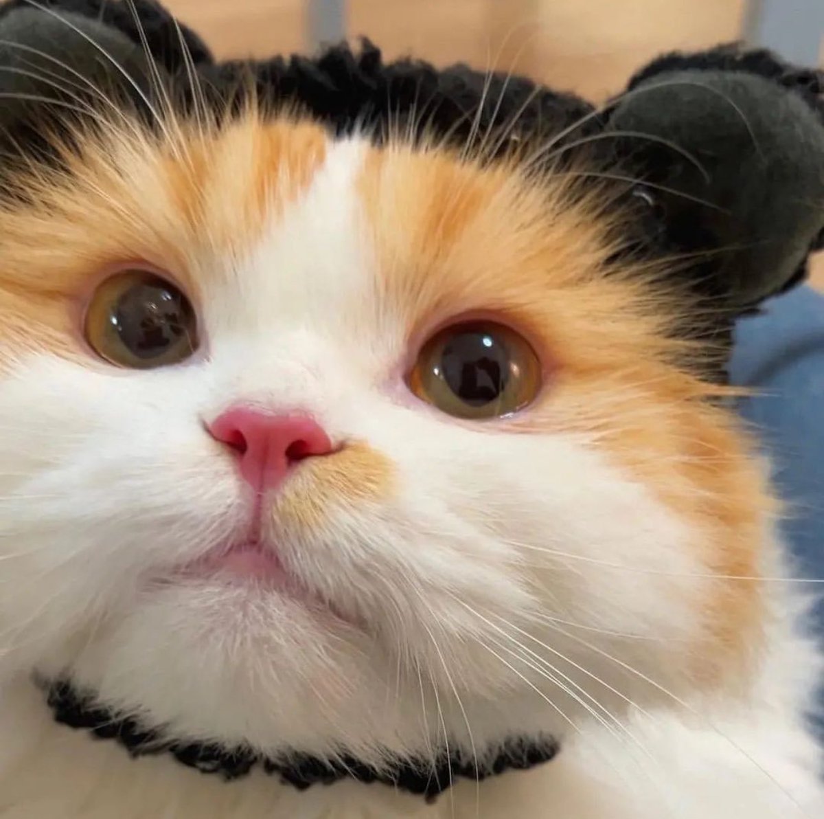 Cats Fantasy tweet media