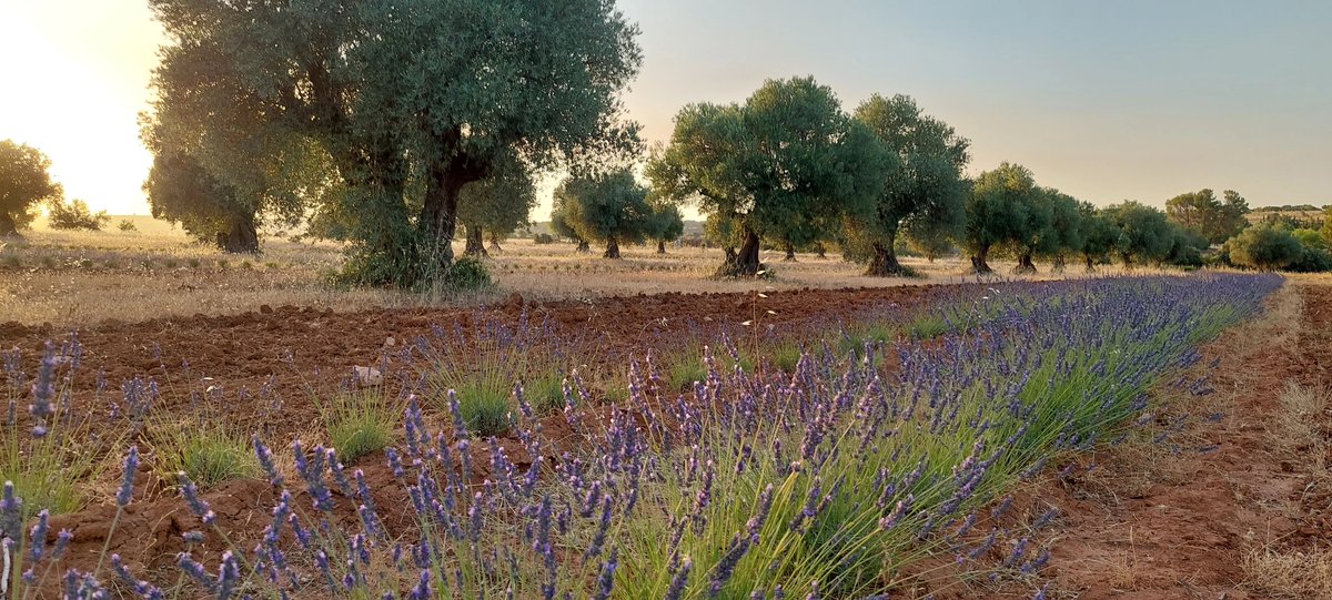 Olivares de Miel muestra sus fincas demostrativas  de Perales de Tajuña y Carabaña donde pronto podremos disfrutar de una nueva Ruta de Flora y Miel que desenboque en este último olivar.

oleorevista.com/texto-diario/m…