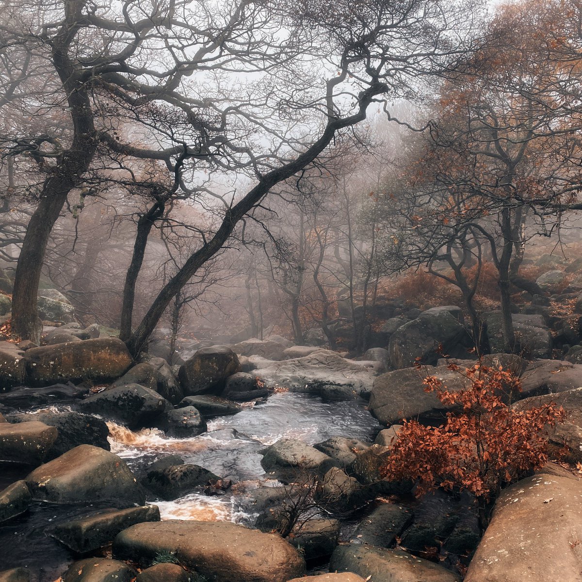 The more I read the news, the more I retreat to the woods. Nature is undemanding, quietly performing complex, beautiful, daily miracles, whether or not we notice. Out here with the trees, there’s an odd reassurance that comes from feeling how insignificant we are, how fleeting.