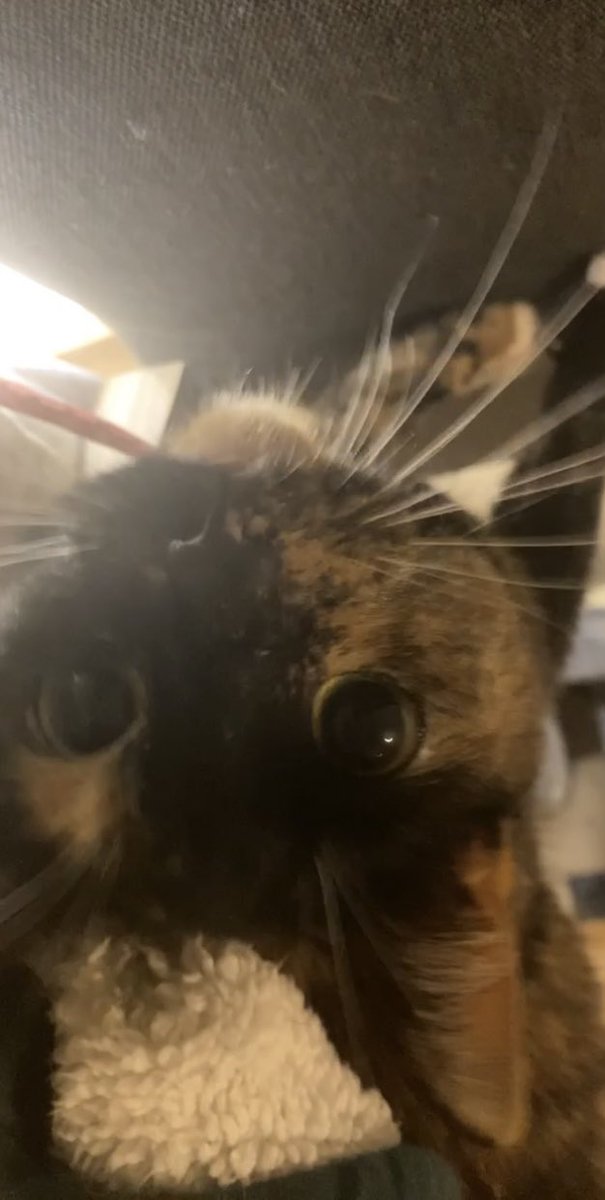 fgskiera's tweet photo. 4 weeks yesterday, and 3 weeks today since i lost my sweet girls. v heavy heart https://t.co/m7ocFKuJUh