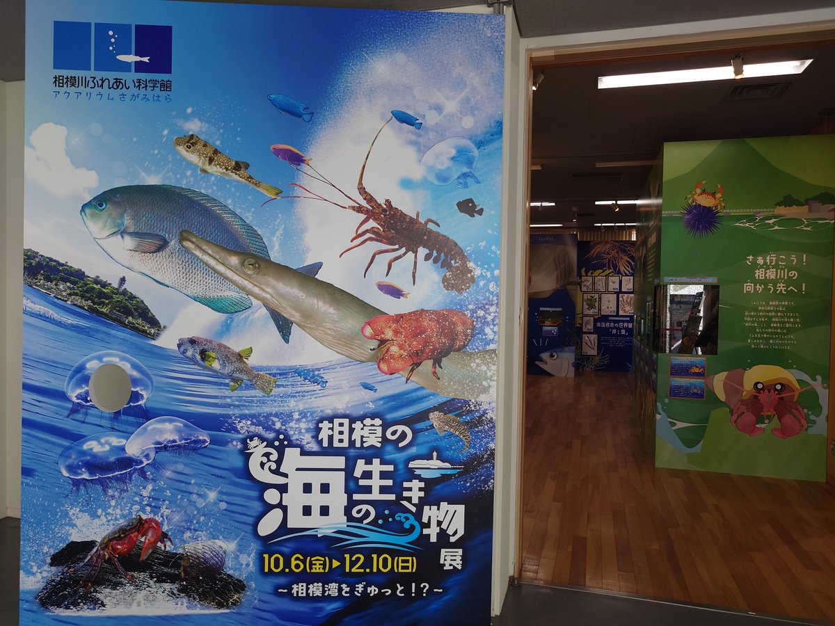 aq_sagamigawa's tweet photo. 特別企画展「相模の海の生き物展」は本日までの開催です♬
皆さまのお越しをお待ちしております。
https://t.co/QCwPoEIz2t
#相模湾 #相模川 #水族館 #科学館 #aquarium #science_museum #sagamigawa https://t.co/XZWl5ox7ep