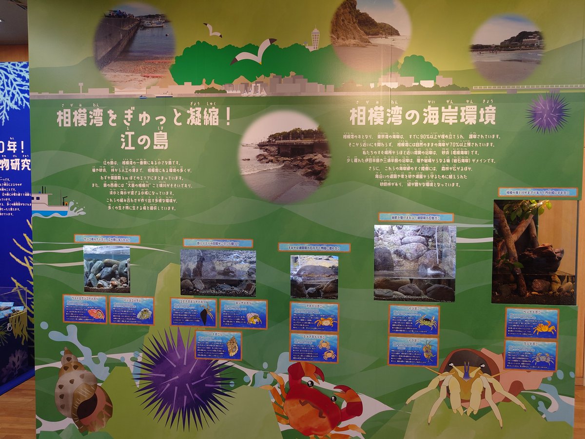 aq_sagamigawa's tweet photo. 特別企画展「相模の海の生き物展」は本日までの開催です♬
皆さまのお越しをお待ちしております。
https://t.co/QCwPoEIz2t
#相模湾 #相模川 #水族館 #科学館 #aquarium #science_museum #sagamigawa https://t.co/XZWl5ox7ep