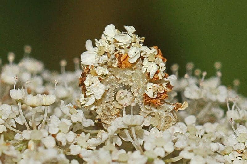 samrujlok's tweet photo. The caterpillar of Wavy-lined Emerald Moth หนอนผีเสื้อชนิดนี้จะกินดอกไม้ พืช เป็นอาหาร พบมากทางอเมริกาเหนือ หากมันอาศัยอยู่ที่ดอกไม้ชนิดใด ก็จะเอากลีบดอกไม้มาอำพรางตัว โดยใช้ใยเป็นตัวติดตรงหลังของพวกมัน เมื่อเหี่ยวก็จะปลดทิ้งและเปลี่ยนกลีบดอกใหม่  https://t.co/I9aLBDtYjS https://t.co/RACr0fngTC