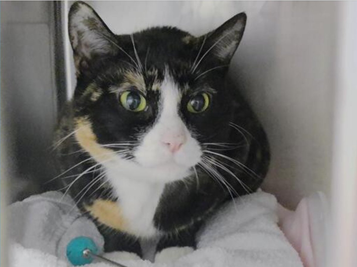 Darling calico 'Lila' 187192 in #NewYork is now on the Emergency placement List! Must this beauty die because a brat pack made her fearful & lashing out? Must be adopted thru a New Hope rescue! Will need a special person to teach her how to love! Pledge! 🙏 VERY URGENT!…