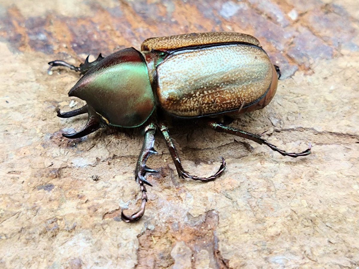 昨日販売告知をしたウルス新成虫！

3セット販売予定でしたがお問合せであっという間に完売してしまい、あと2名が予約でお持ち頂いてる状況です(^_^;)

公式サイトへは一応掲載致しましたが今回はこれ以上お受けできませんので一旦終了致します。

ご注文、お問合せありがとうございました😊