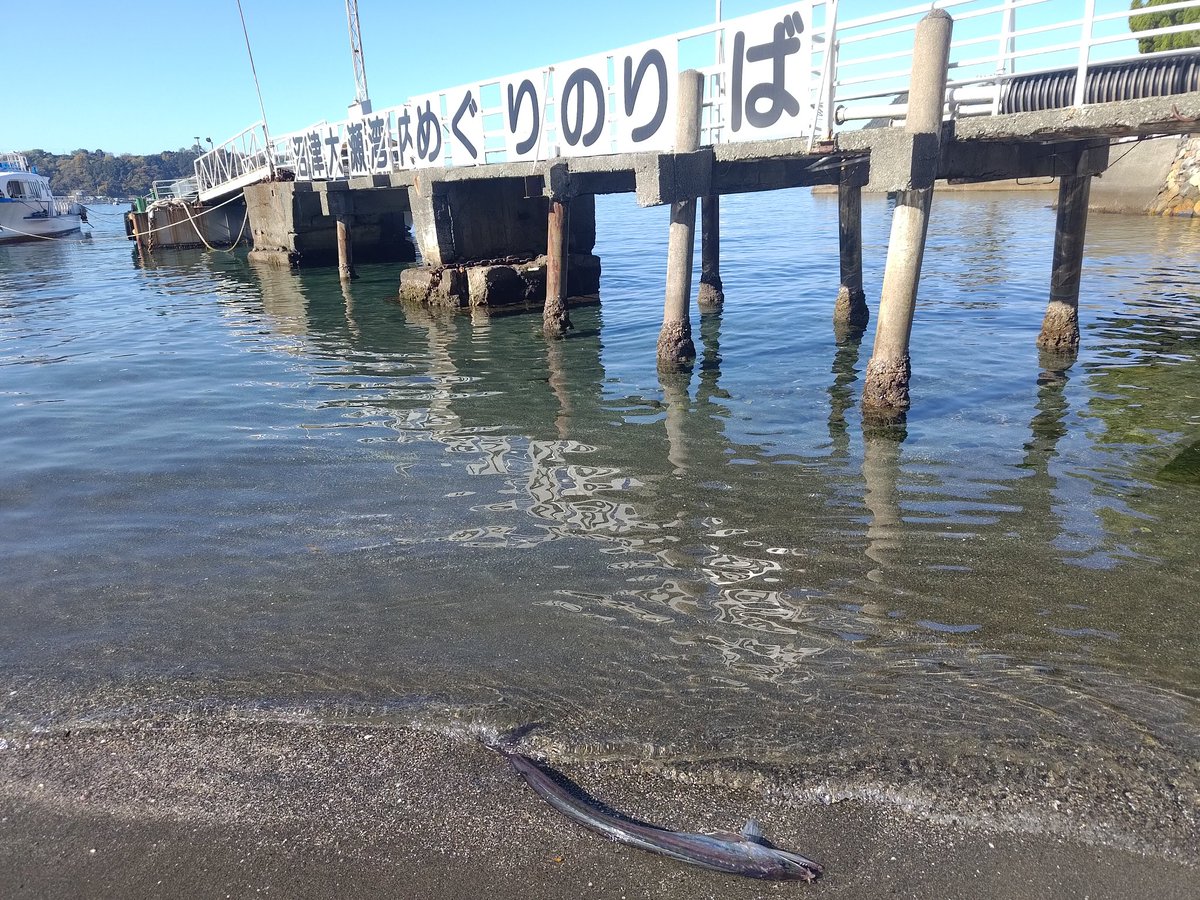 Tonosama_5's tweet photo. 千歌っちの家の前にいるのだが、この魚なんだろう？ https://t.co/ueqTlP0RZ1