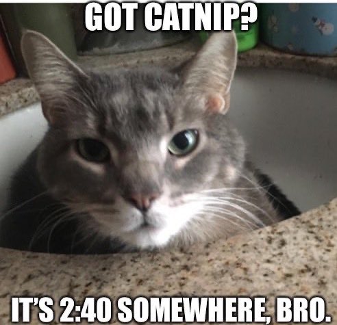ellelljaytoo's tweet photo. #AtTheNorthPoleNobodyCanHear that one cat who can’t handle his nip. 

🪴

#catsoftwitter😽🪴🌱#catniplife💥 https://t.co/Ac1xKAMhU4