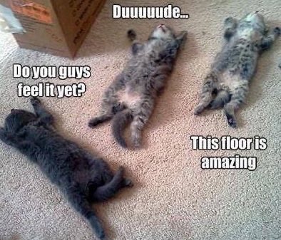 ellelljaytoo's tweet photo. #AtTheNorthPoleNobodyCanHear that one cat who can’t handle his nip. 

🪴

#catsoftwitter😽🪴🌱#catniplife💥 https://t.co/Ac1xKAMhU4