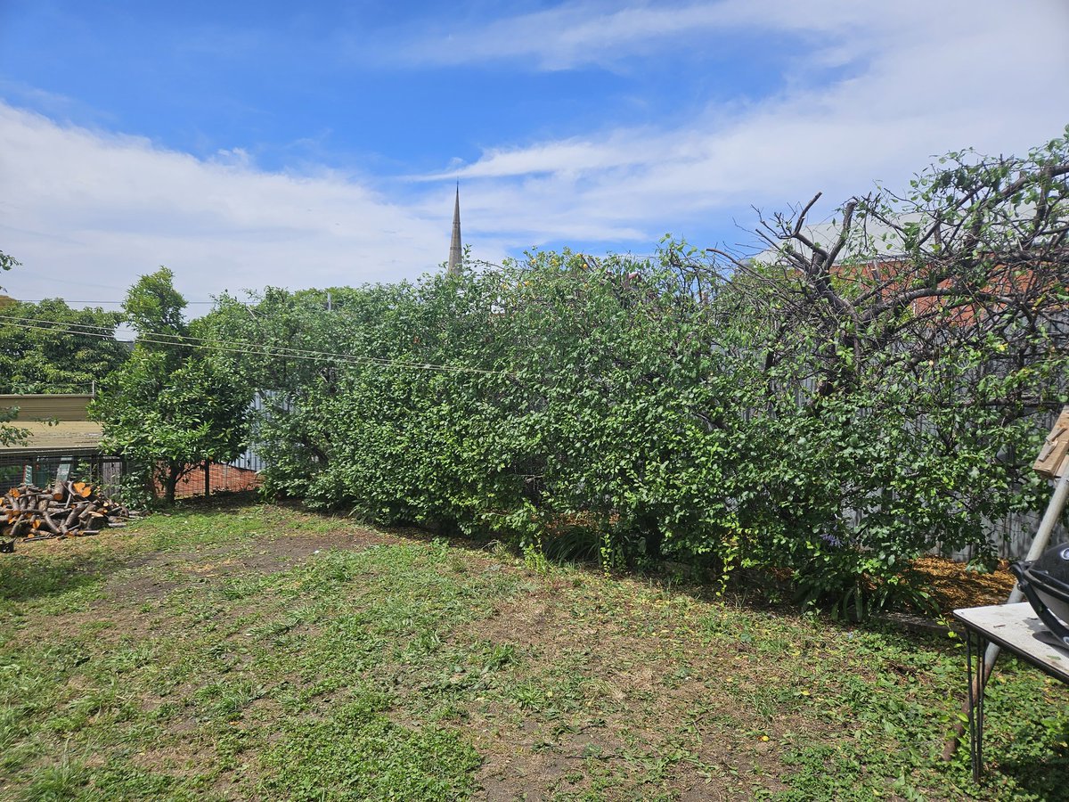 Pruned and lowered this huge hedge to a manageable level for the gardener to maintain. Call me to help you with those jobs that others say can't be done #arborist #Melbourne #beautiful #MissionImpossible