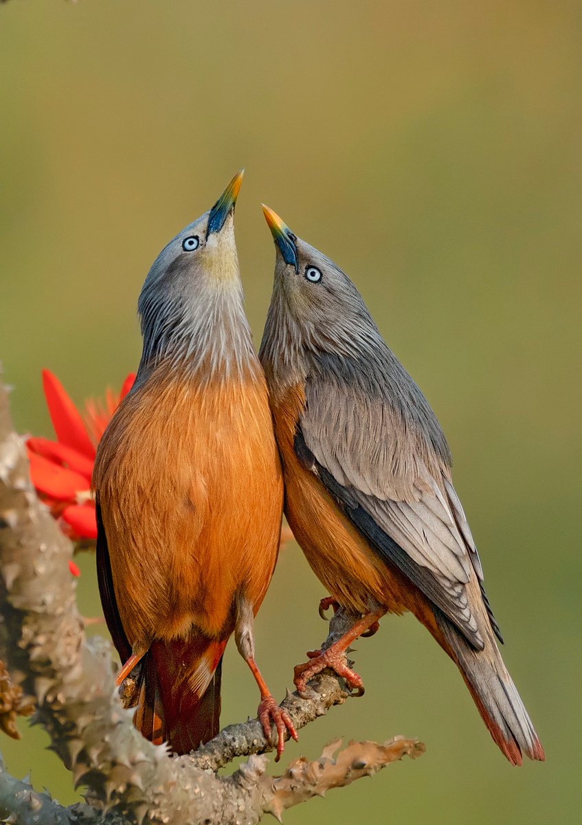 Beauty of music and nature 🌺🌺 tweet media