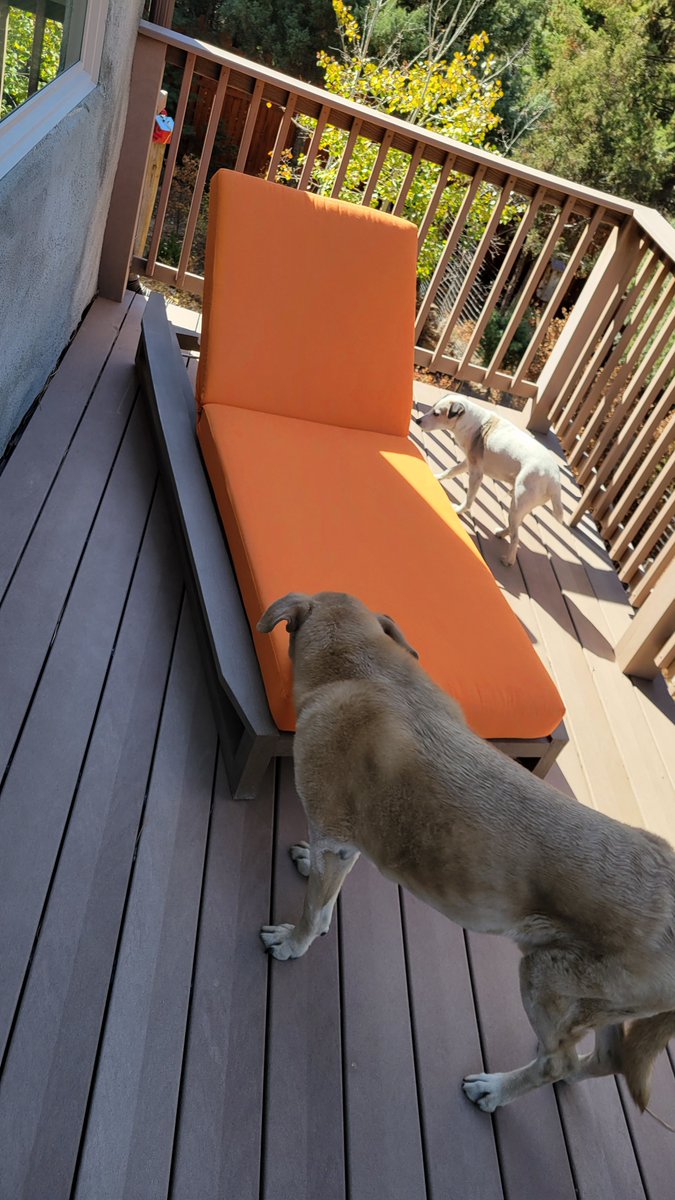 Upgrade your outdoor lounge game with our boxed chaise cushions! 🐾 Even the pups approve. Design your chill spot with Custom Cushions Design Your Chaise Lounge Cushions | Custom Cushions. #CustomCushions #Sunbrella #OutdoorStyle #DoggoApproved