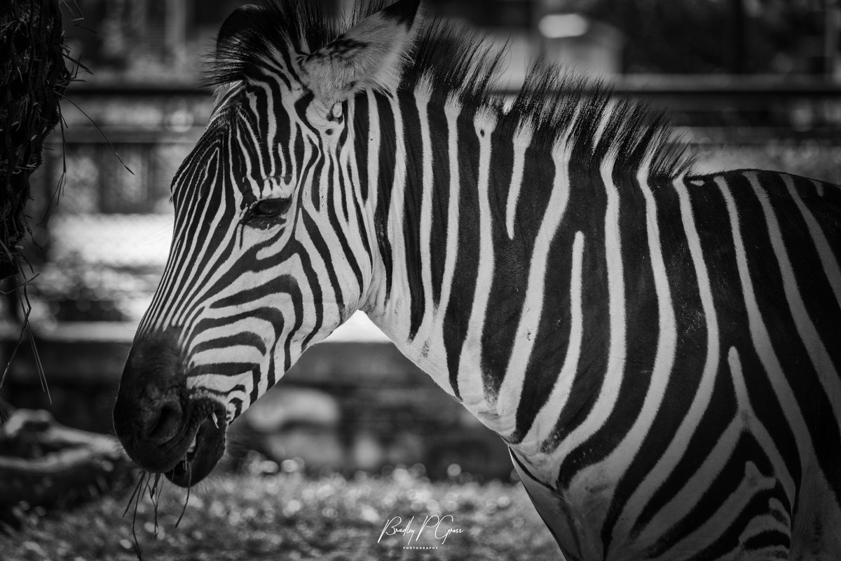 Grant's Zebra:  Como Park Zoo and Conservatory, St. Paul, MN:  #comoparkzoo  #comoparkzooandconservatory #mysaintpaul #comopark #captureminnesota #capturemn #capturestpaul #minnesotaexposure #mysaintpaul #luminarNEO #skylum #skylum_global #madewithluminar #skylumluminar…
