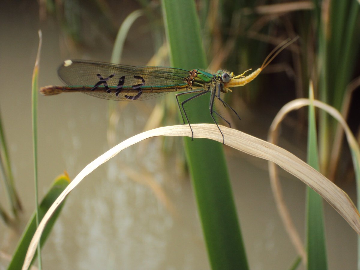 🚨 Check out our latest paper 'Condition-dependent survival and movement behavior in an endangered endemic damselfly' This North African endemic damselfly seems to perform mostly small-scale movements, suggesting a limited ability to disperse @Rassim_Kh rdcu.be/dtcHr
