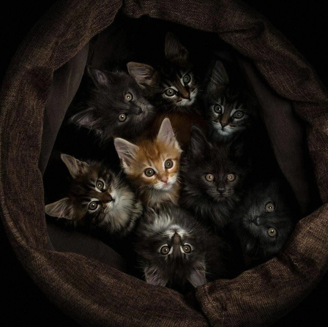 cats with powerful impression 🐾 tweet media