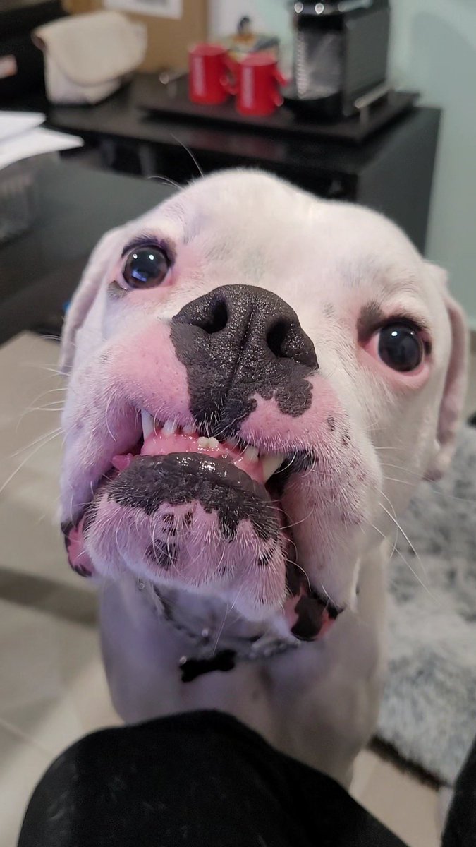 dan15_me's tweet photo. @dog_rates  can you rate my baby dog? https://t.co/BPyyKOxP3H