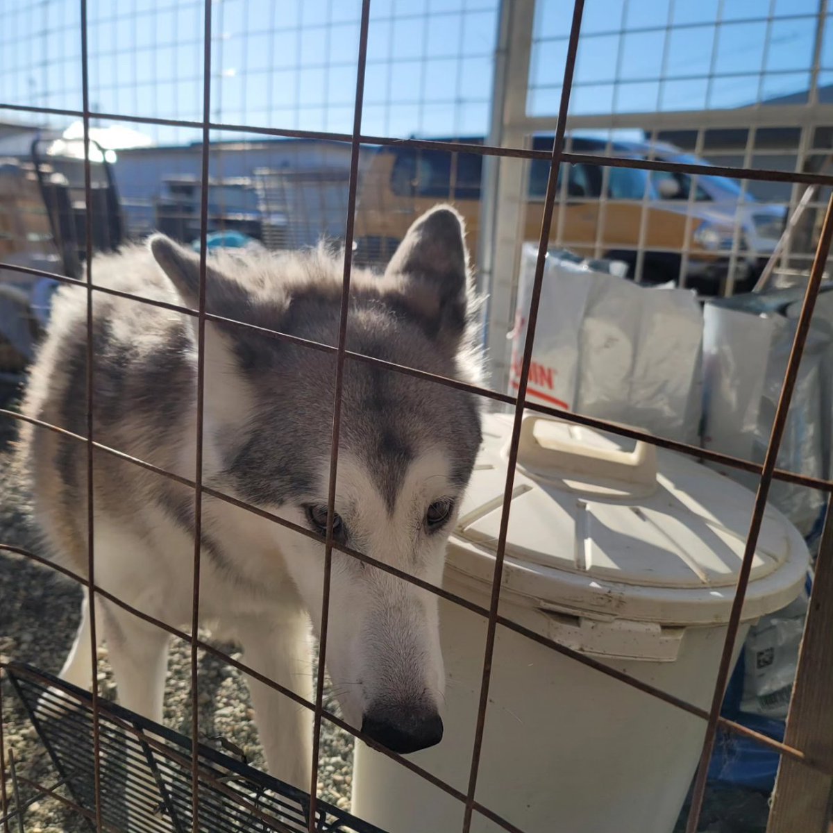 crystalwolfdogs's tweet photo. 今日当方で産まれた狼犬を飼えなくなったからと引き取りました。
室内でフリーで飼っていたとのことだが…そうは思えないほどの酷さ
空輸されてきたけど普段うちでダックスたちを入れてるサイズのケージに無理無理横向きにして突っ込んで送られてきた。 https://t.co/DOqewEgGI4