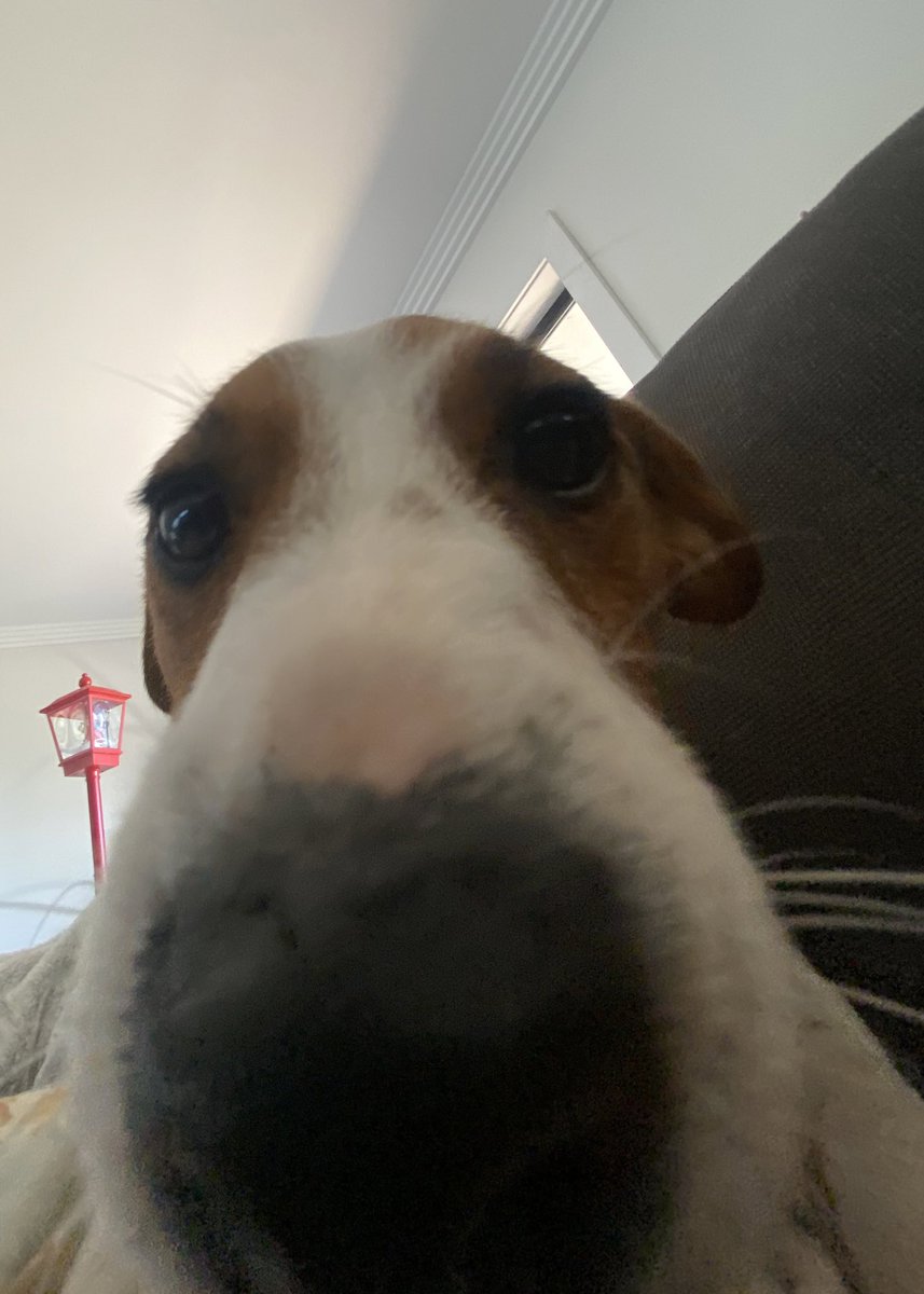 Y’all my dog wanted to say hi