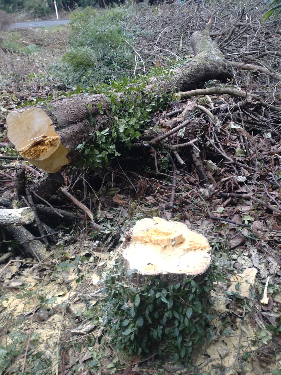 本日は柿の木の伐採🌳 チェーンソー持つ手がプルプル✋細かくすんの来週にしよ(´・ω・｀)