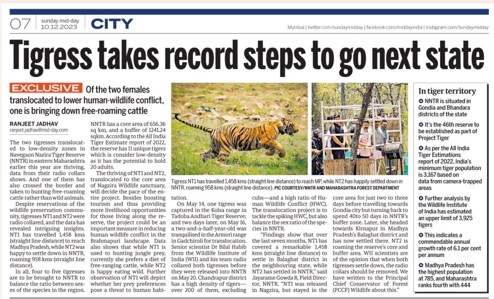 Maharashtra: Tigress translocated Nazira Tiger Reserve takes record steps to go next state.

Tigress NT1 has travelled 1,458 kms (straight line distance) to reach MP, while NT2 has happily settled down in NNTR, roaming 958 kms (straight line distance)

mid-day.com/mumbai/mumbai-…