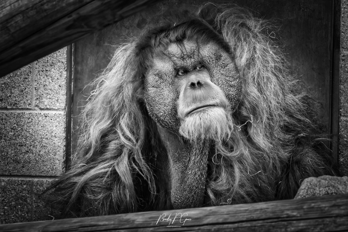 Orangutan: Como Park Zoo and Conservatory, St. Paul, MN:  #comoparkzoo  #comoparkzooandconservatory #mysaintpaul #comopark #captureminnesota #capturemn #capturestpaul #minnesotaexposure #mysaintpaul #luminarNEO #skylum #skylum_global #madewithluminar #skylumluminar…