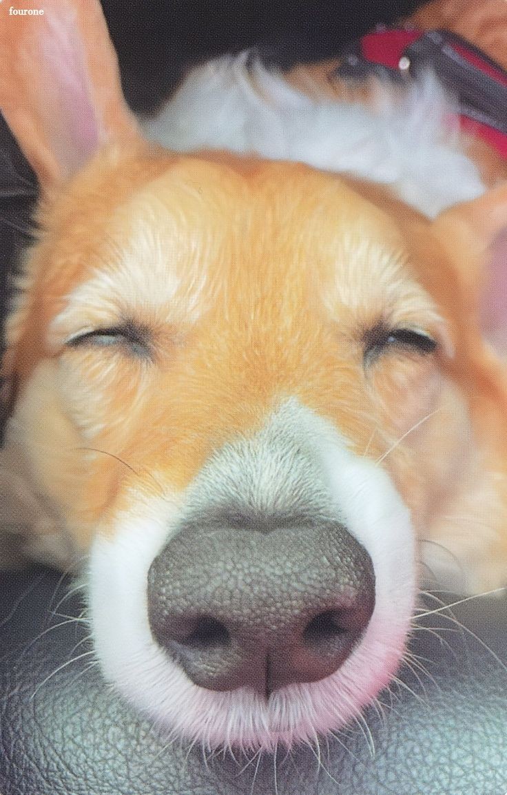 Até dormindo é um anjo