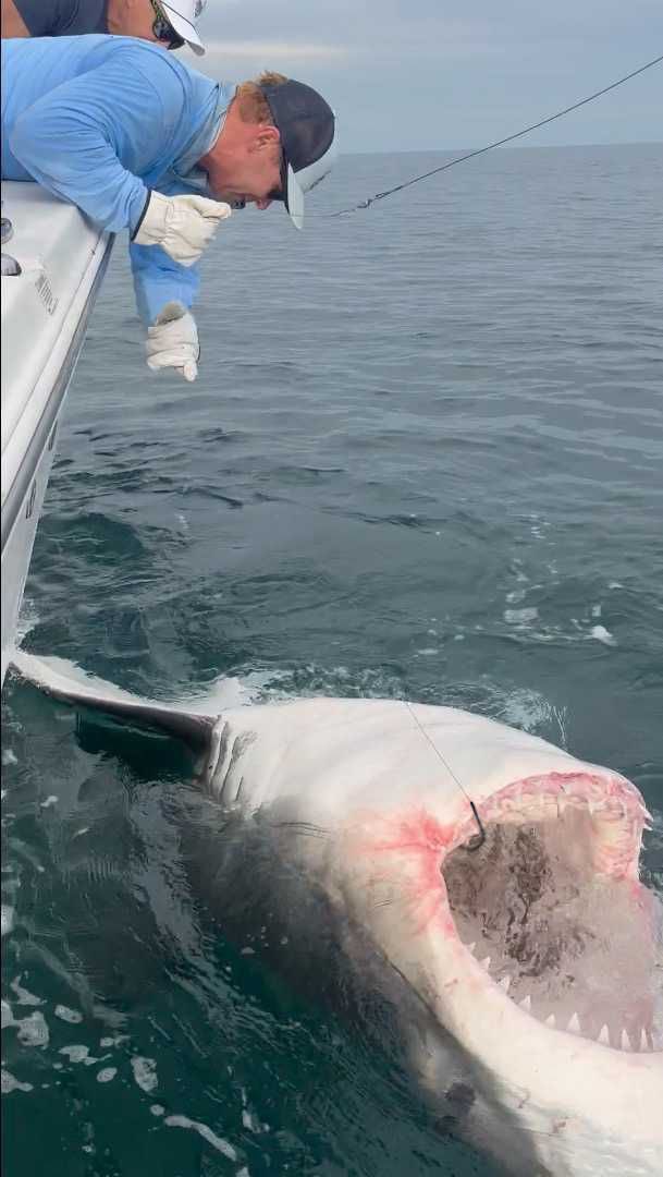 ChipHHI's tweet photo. 2800 pound White Shark caught &amp; sat tagged yesterday off Hilton Head. She also swam away with the first EVER camera tag put on a shark in SC, which is recording her daily routine and will detach. Can’t wait to see that. Thanks @A_WhiteShark for the tags.  @MA_Sharks @GregSkomal https://t.co/J7Y1G7SsxP