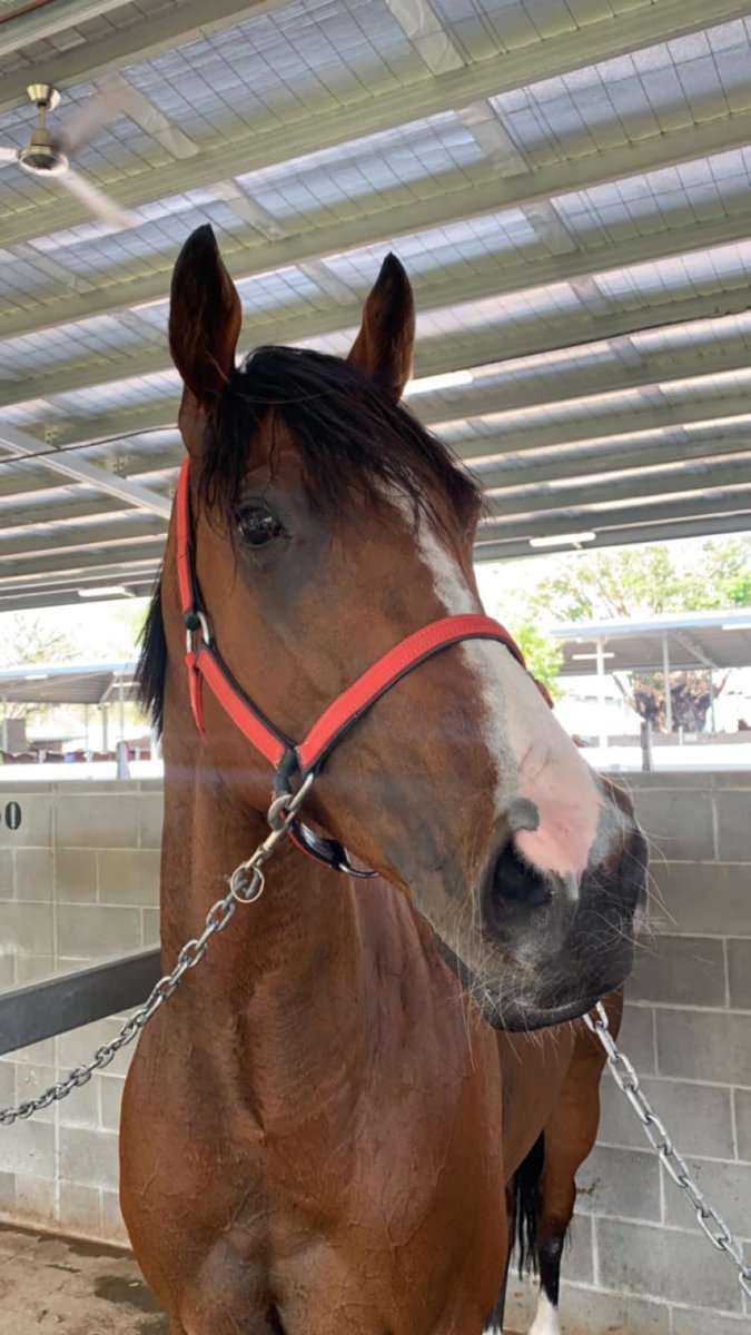 TipM8.com tweet media