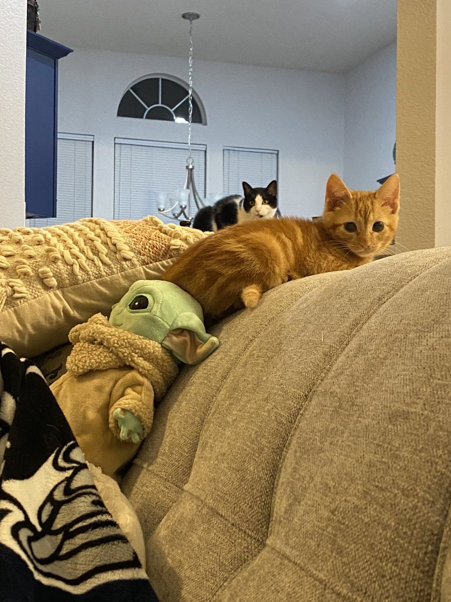 ginger_ann_bell's tweet photo. @GONZOtheGhoast Any advice on how to get this orange baby to stop menacing the big cats? If he had a behavior report today, he would only be 80% good https://t.co/JNuOIIdSDB