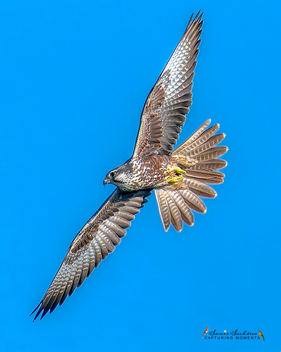 sampro3008's tweet photo. 'A #Laggar #Falcon's flight reminds us that the fastest way to success is through unwavering commitment'
#BirdTwitter #BirdsOfTwitter #birdphotography #birdwatching #birdsinflight #NaturePhoto #wildlifephotography #BBCWildlifePOTD #IndiAves #ThePhotoHour #birdcpp #BirdsSeenin2023 https://t.co/aXKKxlFuNW