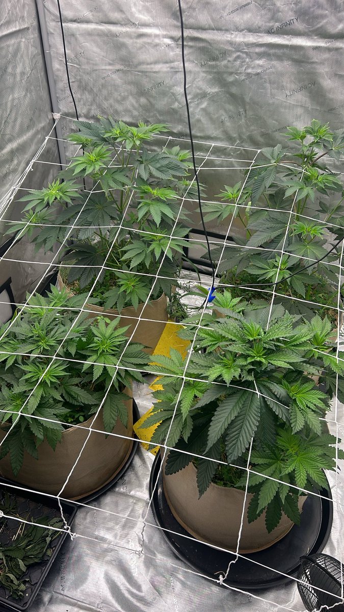 spaceshipp95's tweet image. 2 headband 2 white stank. Just wanted to share to homies💪🇺🇸⁦@BuildASoil⁩