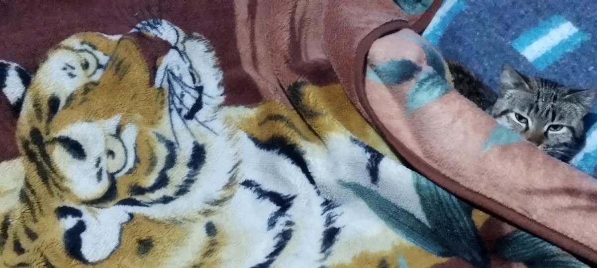 Ahora dónde dormire? Me boto de la cama