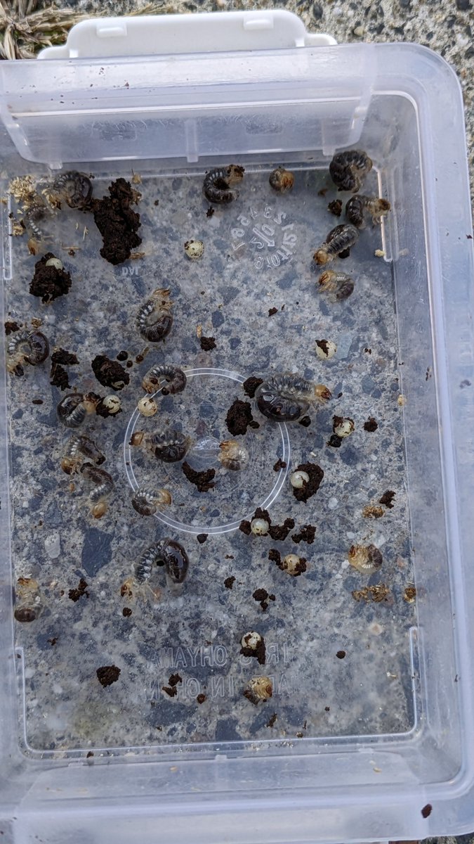 放置して過ぎてる、虫達のあとかたづけ。。
クベラさん、玉みたいのなかったから産んでないかなぁと思ってたけど助かりました(^^)
ただヒーター入れてなかったから動いてなさ気なのも。。
卵もさてまだ孵化するのか！？

コバエだらけのマット使いたくないから、新品マットに入れて生き残れるか！😓