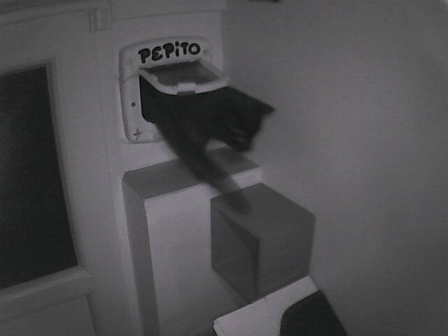 PepitoTheCat's tweet image. Pépito is back home (06:11:22)