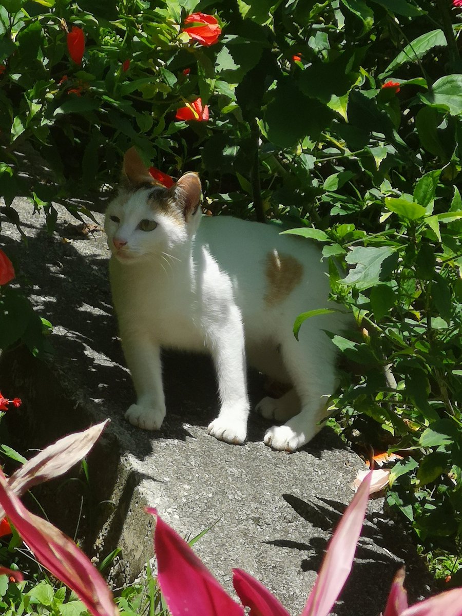sleppycat6's tweet photo. น้อนบนเขา​ ปีนังฮิลล์ https://t.co/cEAjSBmrUF