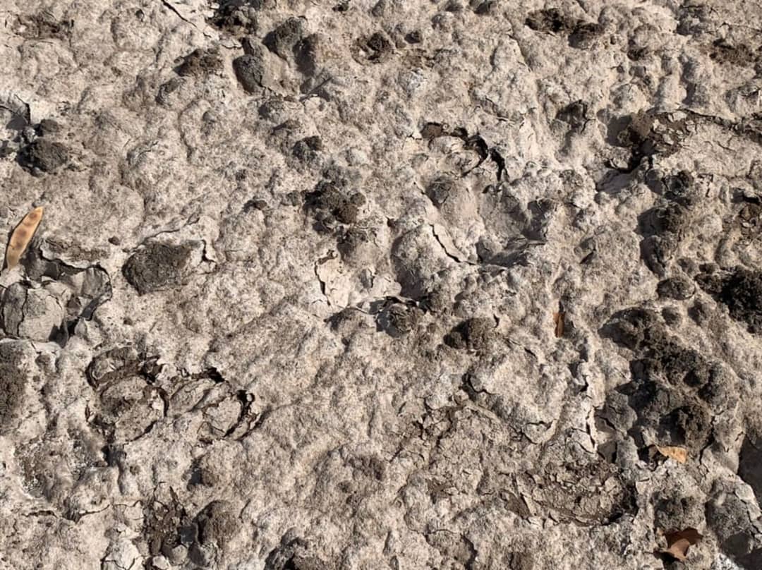 Indeed <a href="/LossandDamage/">Loss and Damage Collaboration (L&DC)</a>, yesterday, I had the utmost privilege to discuss as panelist <a href="/COP28_UAE/">COP28 UAE</a> on how saltwater intrusion affects lives&amp;livelihood of rice-growing women in <a href="/thegambiaUN/">The Gambia at the UN</a>. I urge 4rapid action to address losses&amp;damages. #healthysoils for women.
<a href="/WFP/">World Food Programme</a> 
<a href="/unicef/">UNICEF</a>