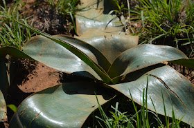 KameelHuise's tweet photo. Kameel Huise Tussen Spore : Kameel Stoepstorie: Kameel Veld plants
#blogger #blogging #blogoftheday
#bloggerstribe #bloggershub4u
#bloggingcommunity #Kameel #R377 #NorthWest https://t.co/gu3cEpAR6X https://t.co/XMgGR0pagq