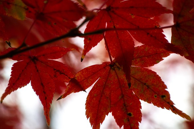 「autumn maple leaf」 illustration images(Latest)