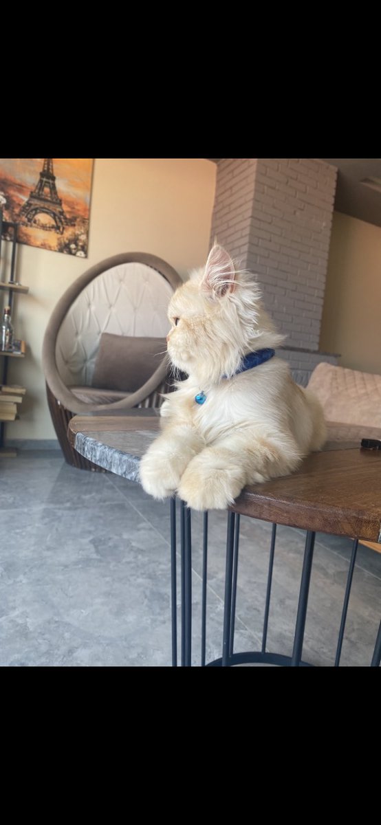 Hiçbir yüz güzel değil senin yüzünden bahsettikleri yüz bu 🐾🐾