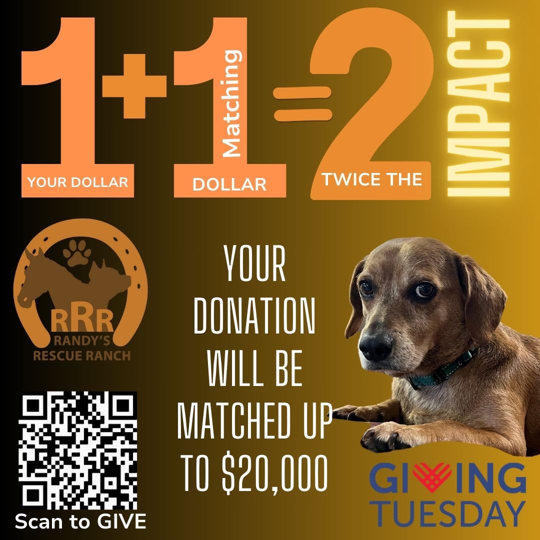 Lend a paw or hoof on this #GivingTuesday2023 

randysrescueranch.org/rrrgivingtuesd…