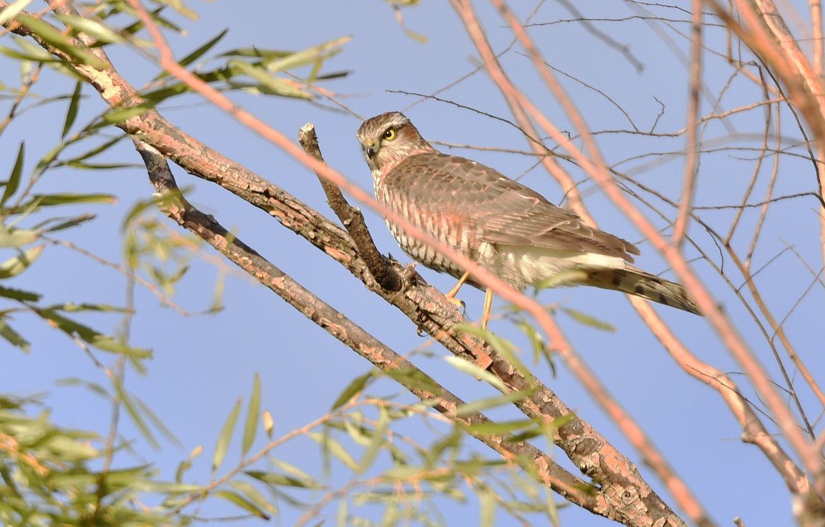 woodsbird81's tweet photo. そんな目で見てるから、みんな出てこないんだよ。
#野鳥観察 #ハイタカ https://t.co/ZKo858Bjtk