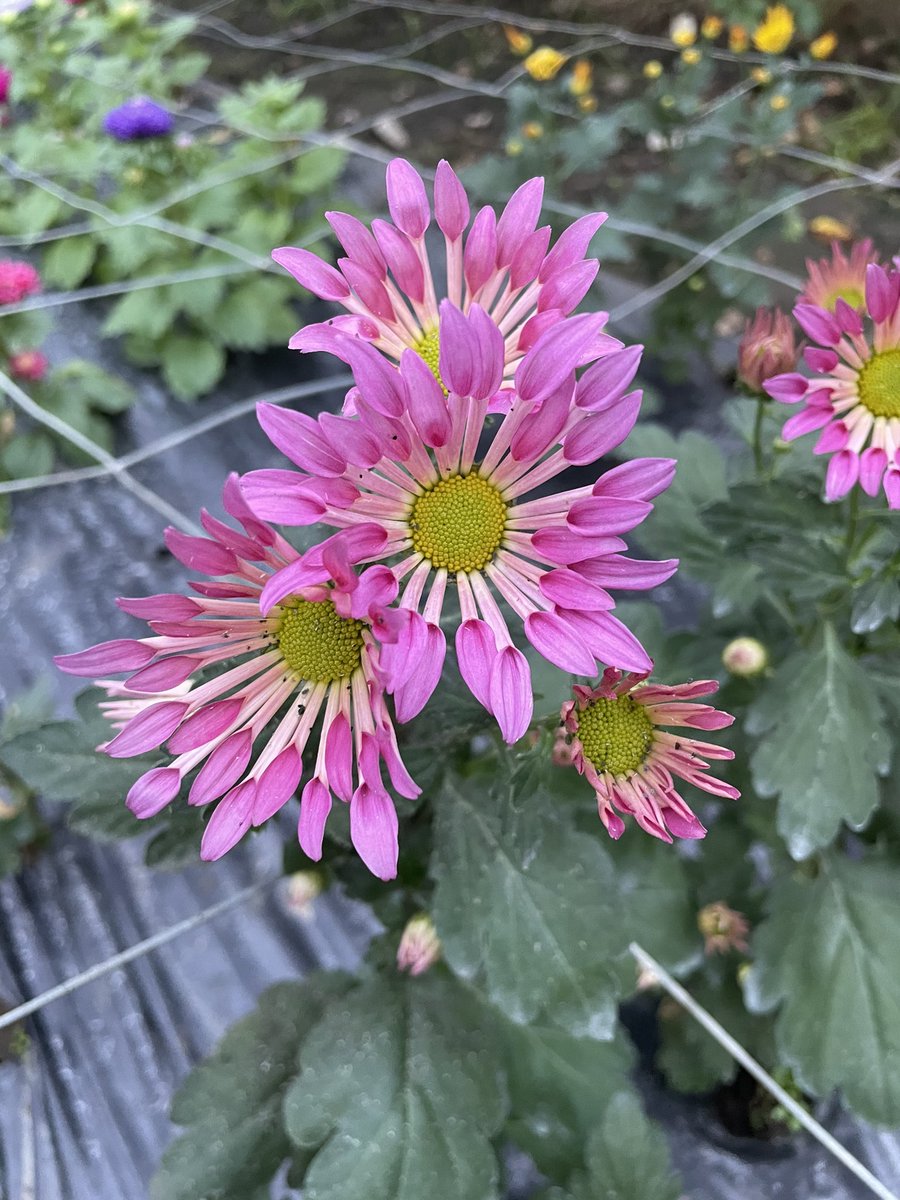 Late spray Chrysanth. 

Useful to pick for colour on late Autumn through early winter days. 

These were planted as plugs mid August

#Chrysanthaday
#GardeningTwitter #flowerphotography
#Flowers 

Chrysanthemum ‘Pearl Dance’