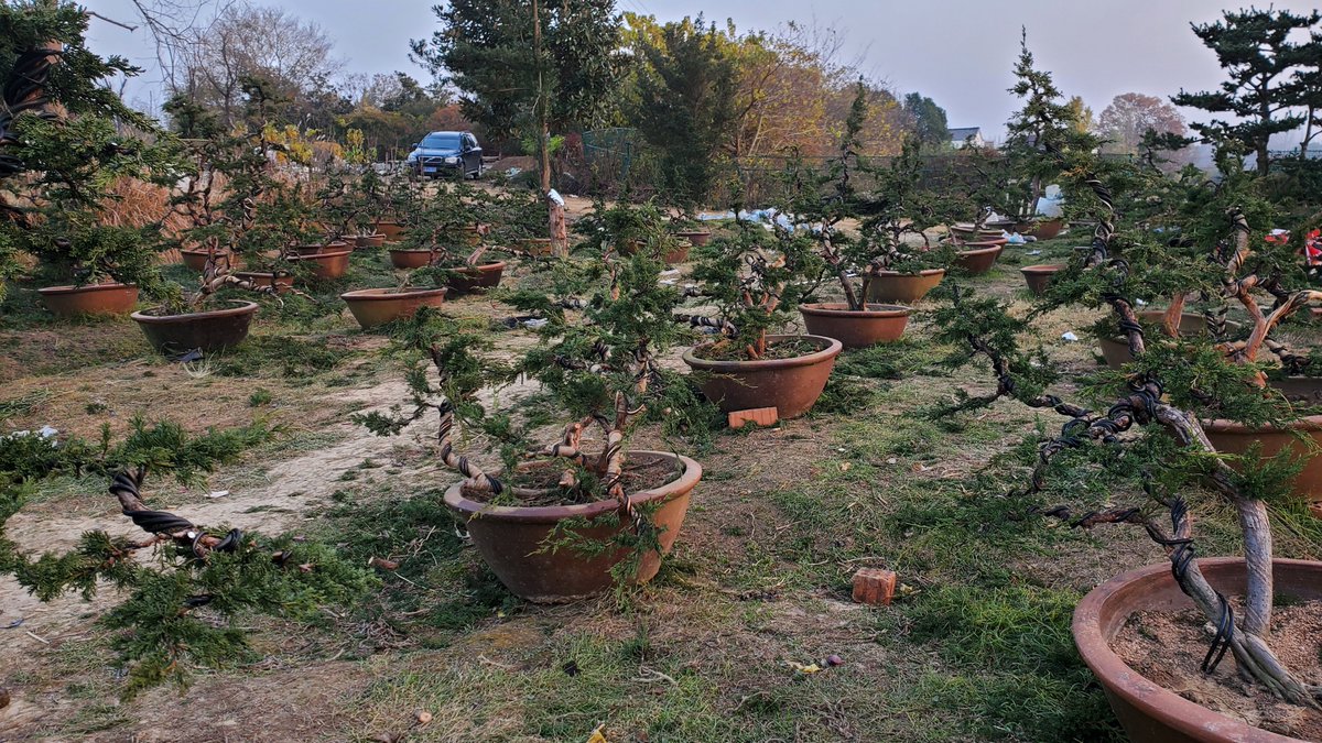 Jasonch45977478's tweet photo. 10 days of results，80 trees in total.
I have to say that all our partners are exhausted from this. 😮‍💨
But it's all worth it. ☺️☺️ https://t.co/RPhDme1W2G