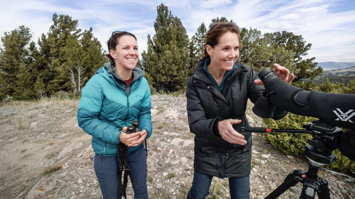 Dispatch From The Field: Finally! The most famous wolves on earth! I have been to Yellowstone before and like many people, despite trying hard over several days I was not able to spot wolves. So to see them now with Kira Cassidy, the biologist from the Yellowstone Wolf Project,