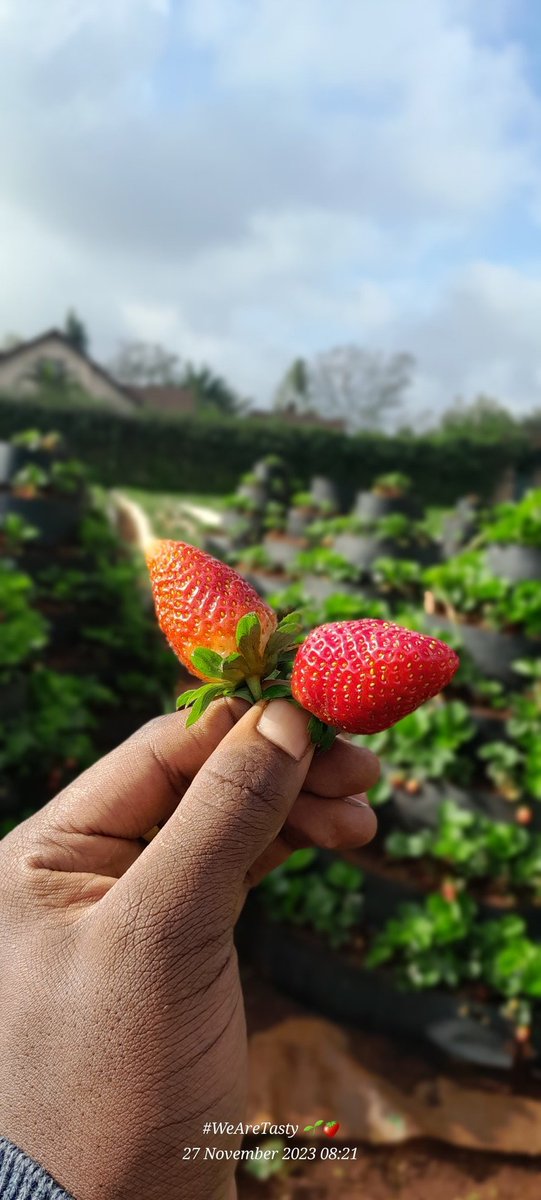 JaickProduce's tweet photo. Strawberry Contract Farming. 

Farming For The Future. 

#WeAreTasty
🌱🍓 https://t.co/LwD59MwTUE