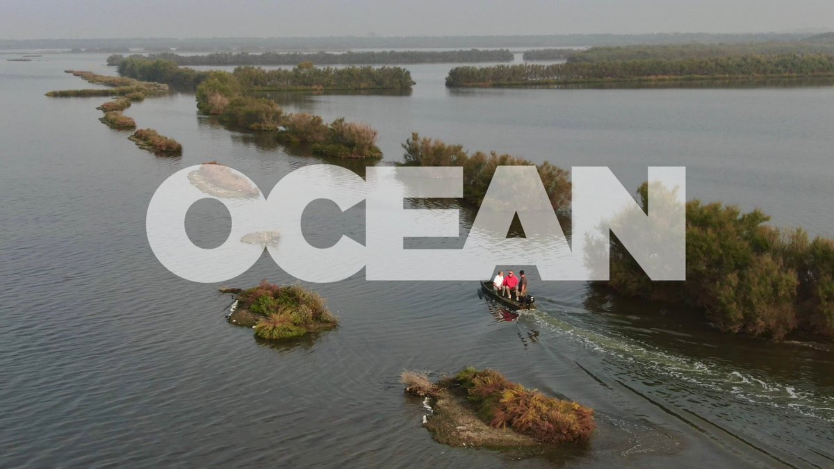 Do you know what "blue" carbon is?

It's the process of #carbon being captured by the world's #ocean.

In this month's #OCEAN episode we learn about #coastal #ecosystems &amp; their key role in the fight against #climate change.

Tune in on <a href="/euronews/">euronews</a> / euronews.com/green/green-se…