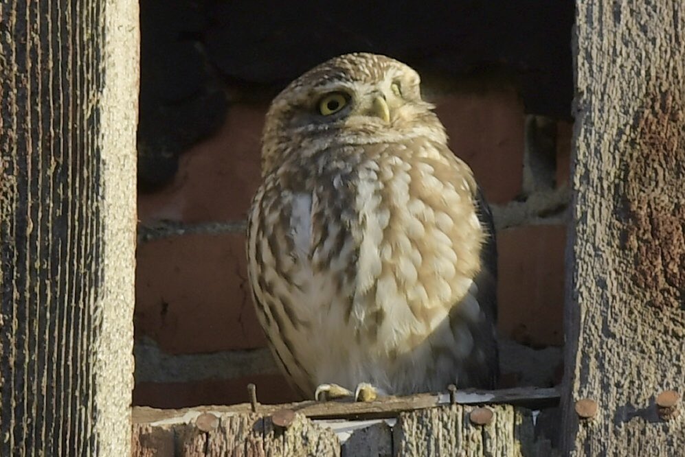 davidrouse64's tweet image. Little Owl in Crystal Palace Park this morning @WildLondon