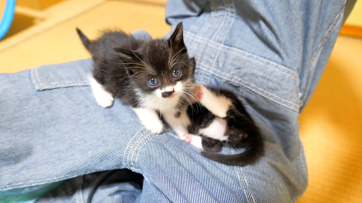 MeowMoeDotCom's tweet photo. 膝の上で遊ぶ仲良し子猫姉妹💕【道路のずぶ濡れ子猫保護3日目】
https://t.co/lIC6zVtjNm
#夢中 #Bosskichi #Bosskichi #Cat #Funny #HowToRun #Interesting https://t.co/1KTHoma1OA