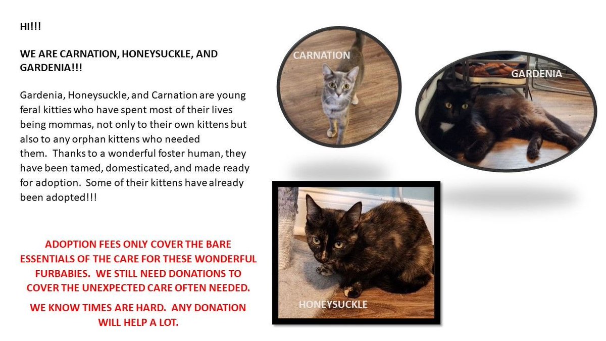 GAHomelessPets's tweet photo. #GivingTuesdaycampaign #givingtuesday #donationsneeded 

https://t.co/enVSUhEygU

We have a matching donor for up to $1,000 please help us meet our goal by sharing, donating, or creating a fundraising for us. 

Thank you kindly. We appreciate your support! https://t.co/RewfH4xj4l