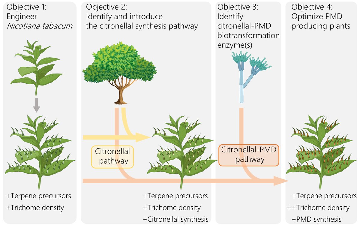 We are offering a contract for a PhD student in the project "Generation of plant bio-factories for the sustainable production of high-value compounds" at the <a href="/CNB_CSIC/">Centro Nacional de Biotecnología (CSIC)</a>. Aprox. start March 2024.
tiny.cc/PhD_biofactori… for more information.
Please share the offer !
#PhD #phdchat