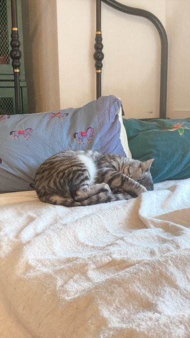 今日のにゃん https://t.co/8L2O4rBQQm